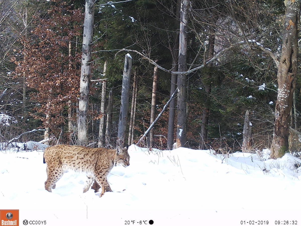 A camera trap captures a Eurasian lynx walking through a snowy trail in the forest