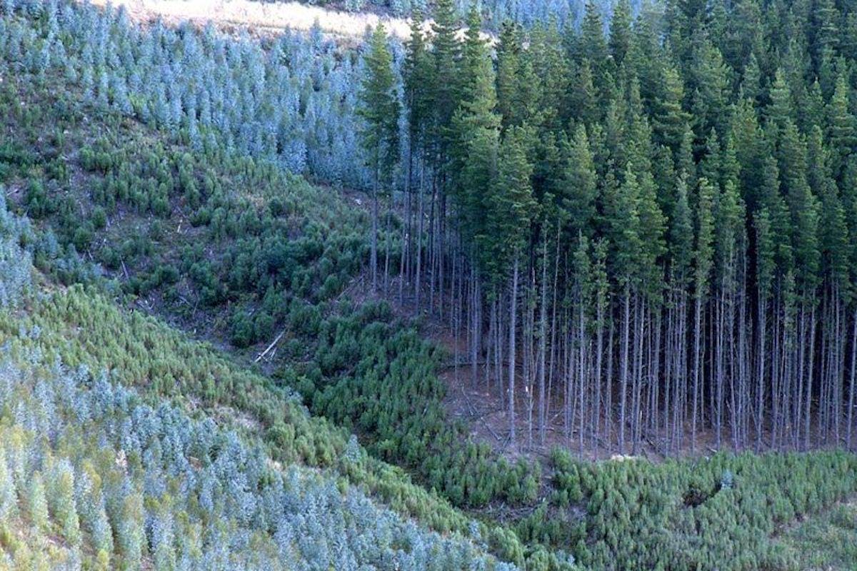 Uniform and even aged Sitka Spruce trees cover the landscape