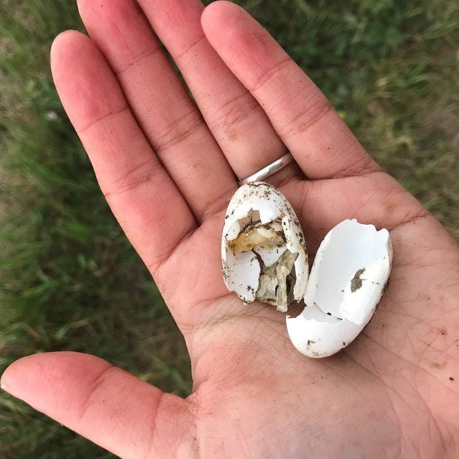 A hand holding a broken predated turtle egg shell 