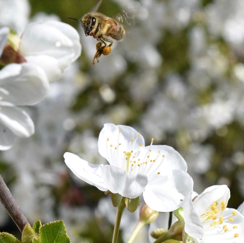 A bee flying over a white flower.