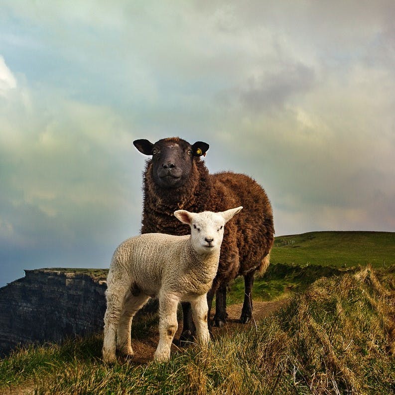 Two sheep stood atop a grassy hill in Ireland. With such a reliance on animal agriculture it is difficult to picture a rewilded Ireland