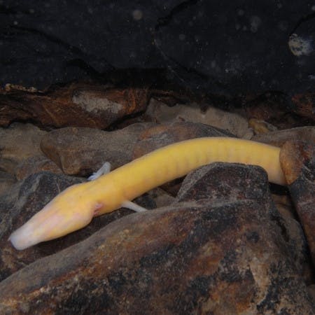 An Olm, a slightly translucent orange coloured salamander swims at the bottom of a cave over brown rocks. 