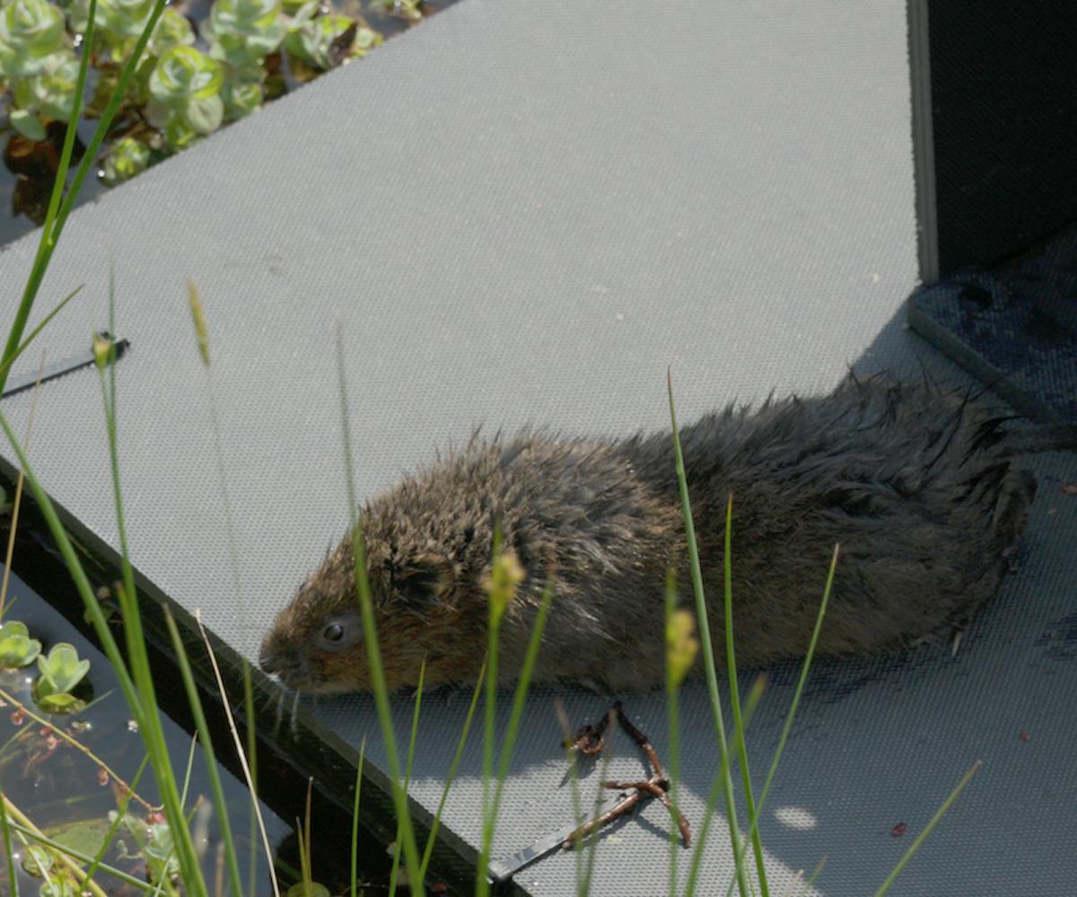 a water vole on an American mink raft