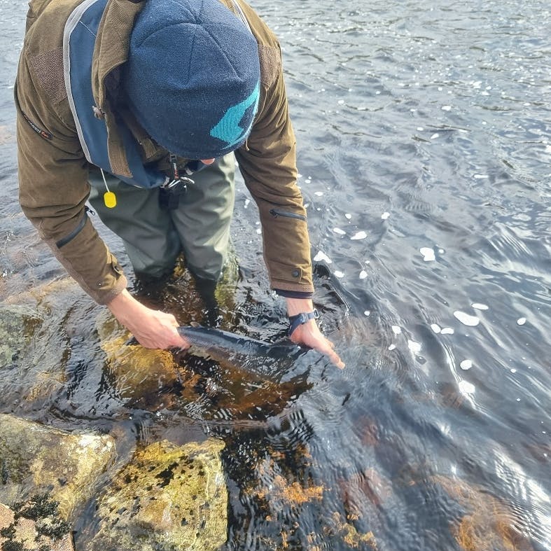 A worker from Kyle of Sutherland Fisheries Trust releasing a radio-tagged Atlantic salmon back into Scottish rivers.