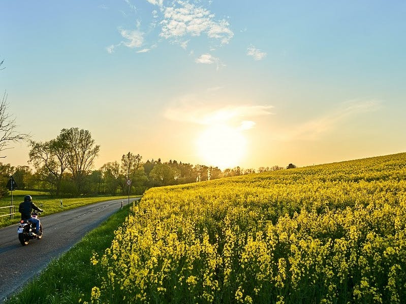 The sun setting over a rapeseed field next to a road with a motorcyclist. Such fields are veritable supermarkets where the wild boar can gorge