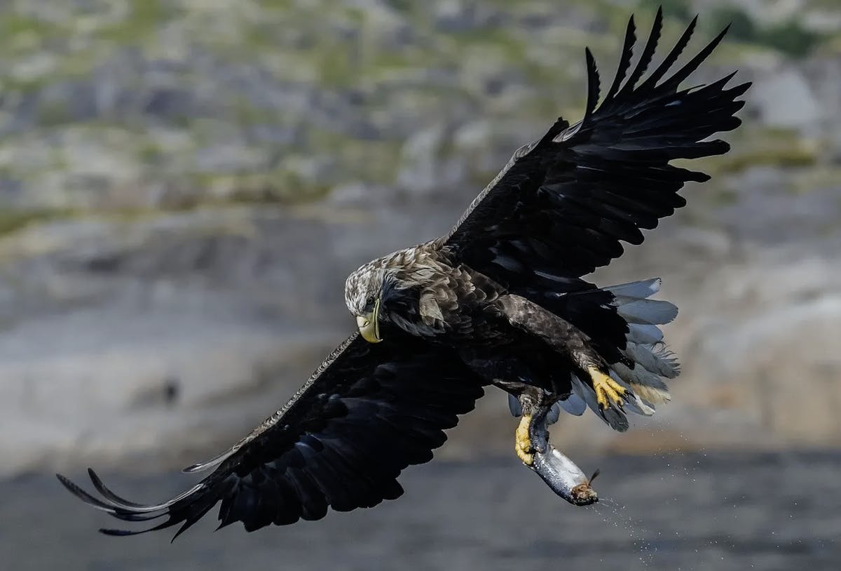 A white-tailed eagle catches a fish in its talons