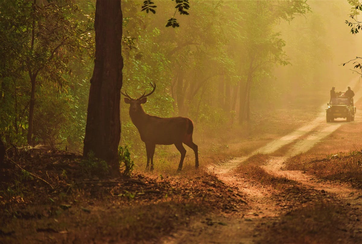 Nature based tourism in India. A jeep with tourists passing a deer in the forest
