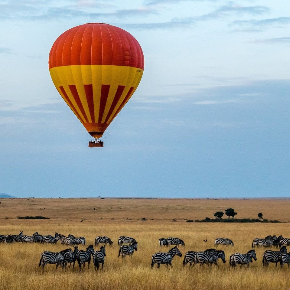 A hot air balloon taking people on a nature based tourism safari over a herd of wildebeest. Rewilding can provide sustainable livelihoods for rural communities through nature-based tourism