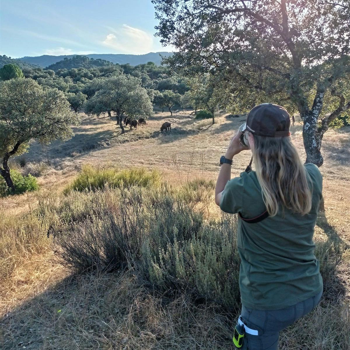 A scientist stands in the right of the image observing bison in the distance among scattered trees.