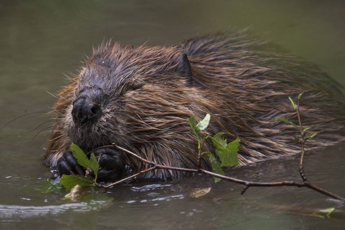 A beaver sits in a pond and munches on vegetation. The beaver was one of the first species to be reintroduced to Scotland as part of a rewilding Scotland initiative.