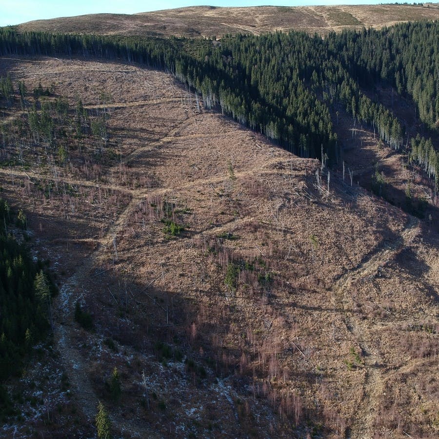 An apocalyptic looking illegal clear cut area in Romania's Southern Carpathian Mountains. Such areas are a blank canvas for rewilding Romania.