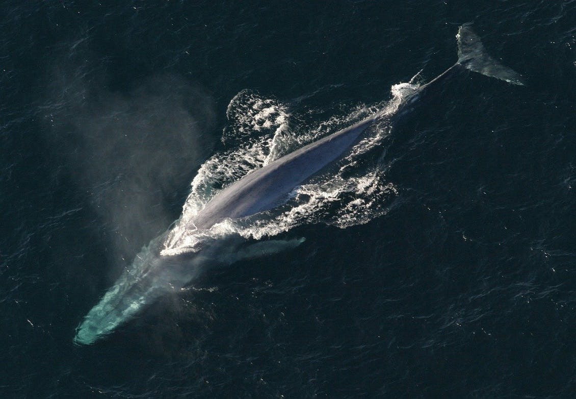A blue whale swimming along the surface of the ocean.