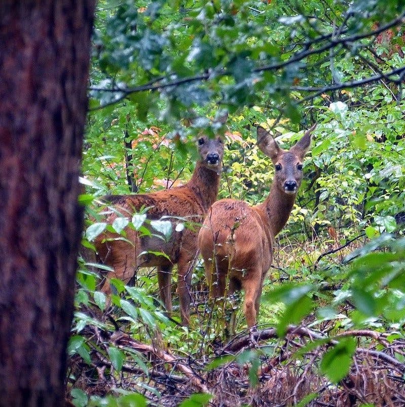 Two roe deer stand amongst dense green vegetation