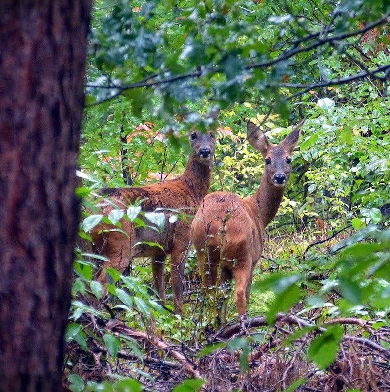 Two roe deer stand amongst dense green vegetation
