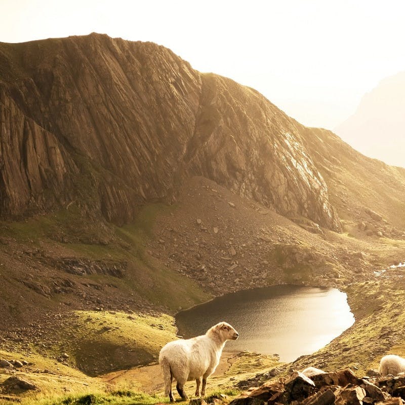 Snowdonia National Park, Wales. What look's beautiful to the untrained eye, George Monbiot's Feral, highlights the expansive land degradation and lack of biodiversity in the area. 