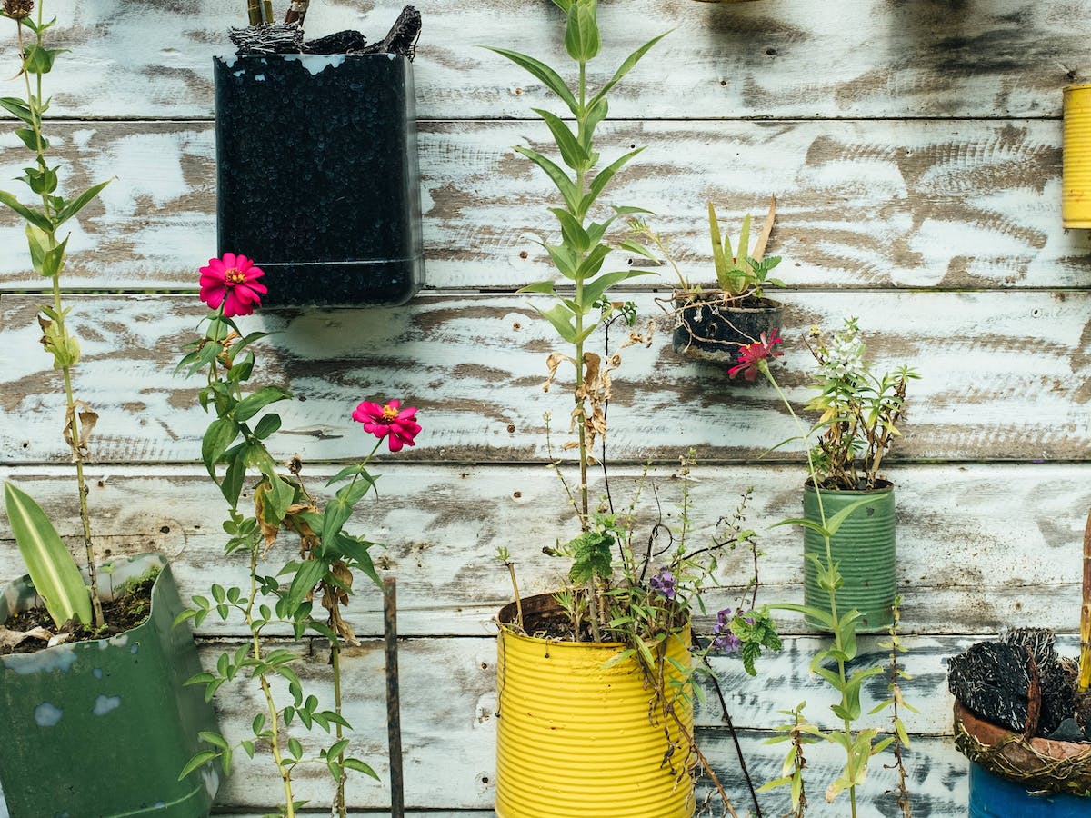 Flowers grow from reused food cans