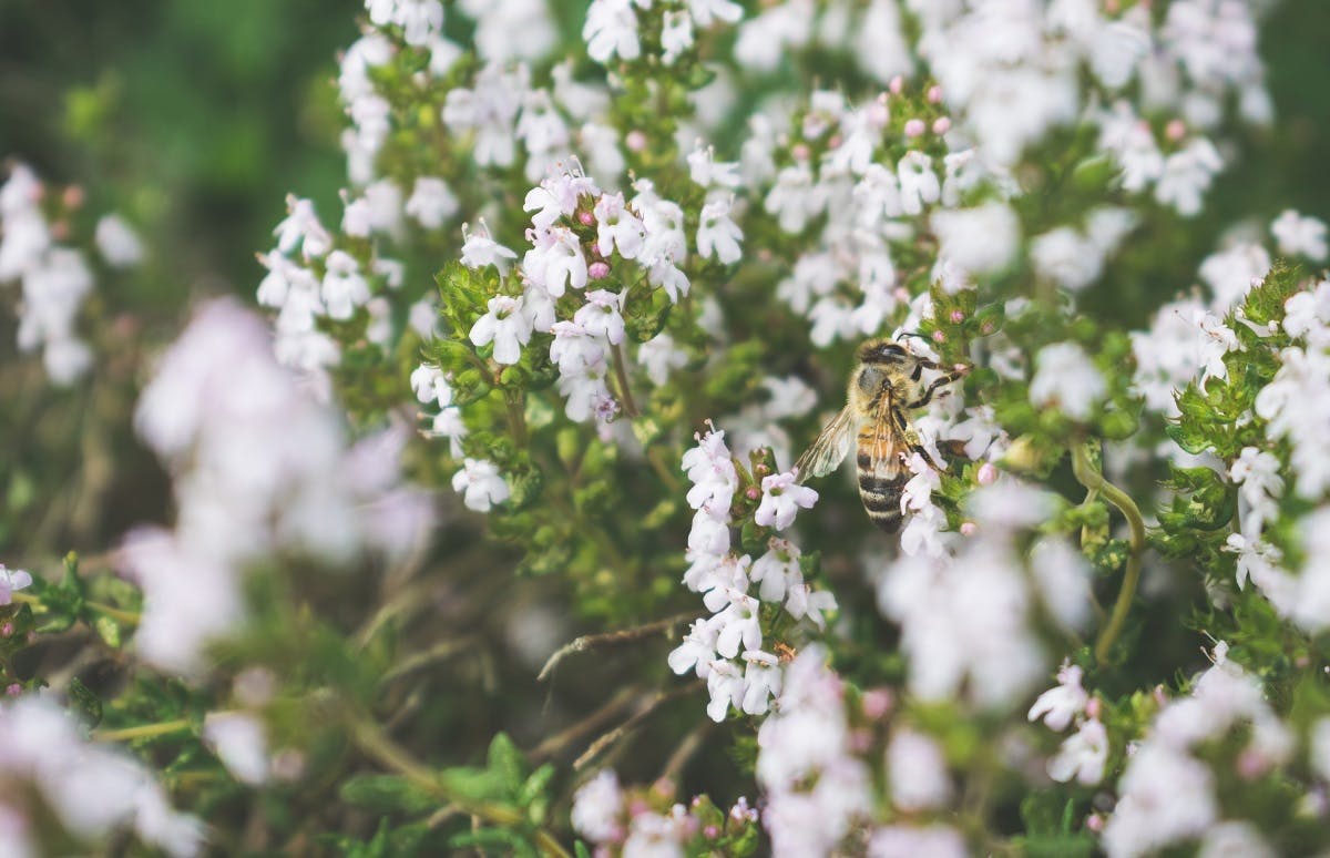 A bee taking nectar from a white flower. Planting pollinators in your garden is another simple step to help save the bees from bee extinction.