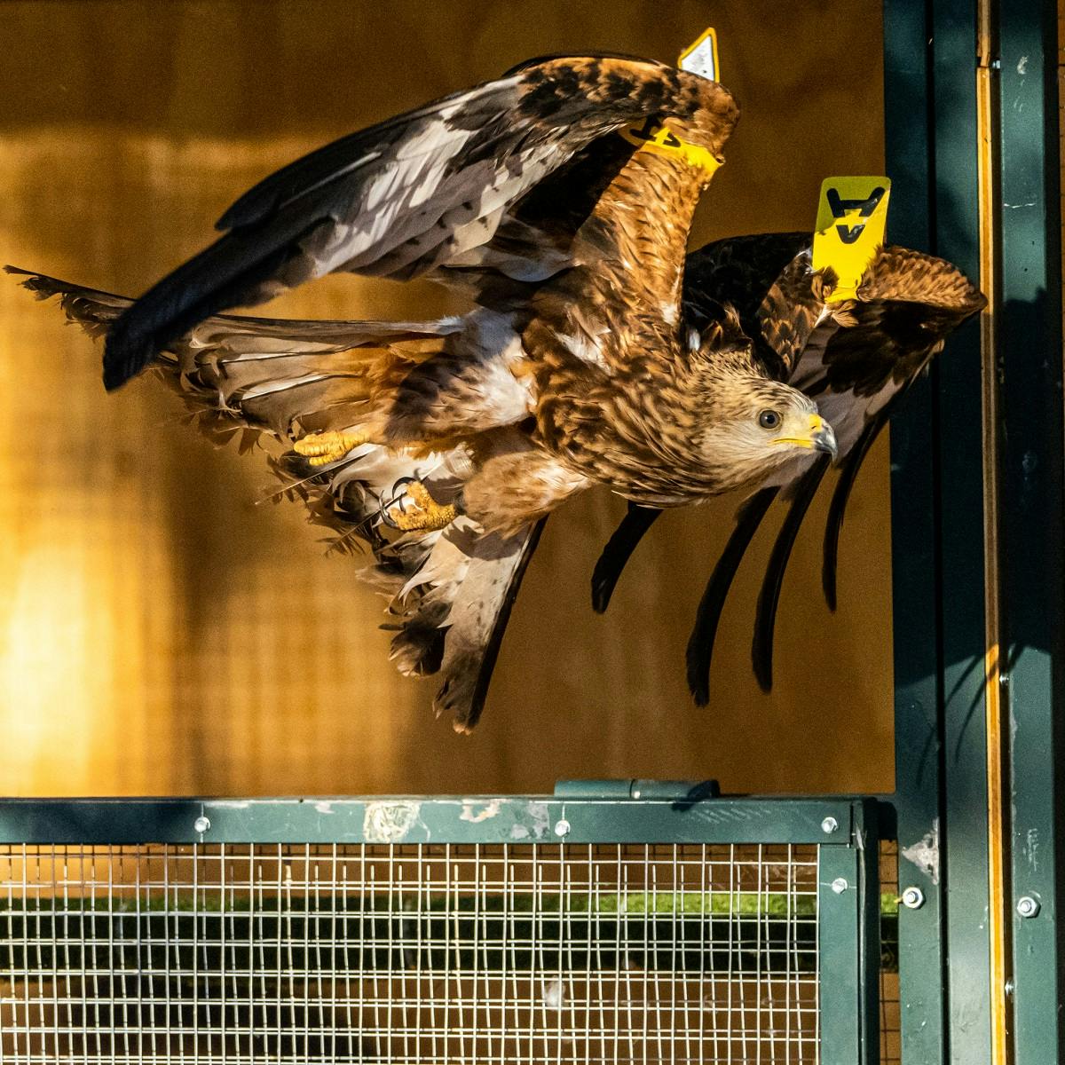 A red kite leaving its aviary on the release day.
