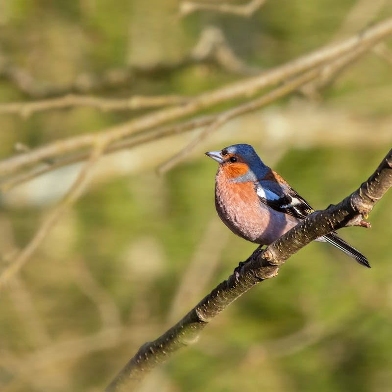 A bullfinch perched on a branch.
