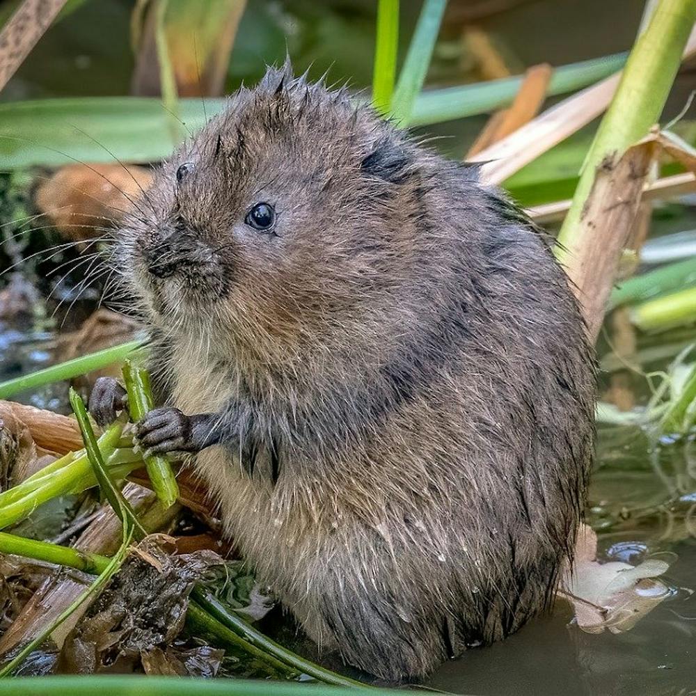 a water vole nibbling on a riverside plant.