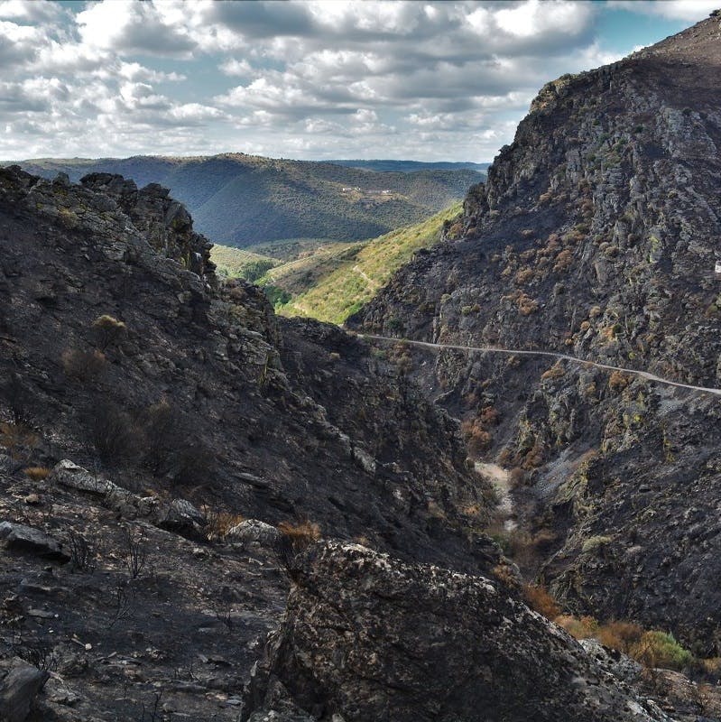 Douro Valley after wildfires in 2017. Such wildfires has made it difficult for the local Griffon vultures, Black vultures and Egyptian vultures to find prey.