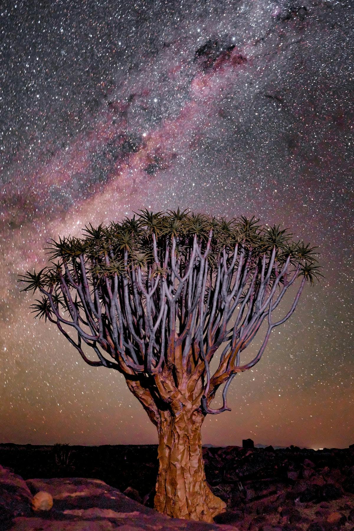 A quiver tree against the night sky with the milky way clearly visible