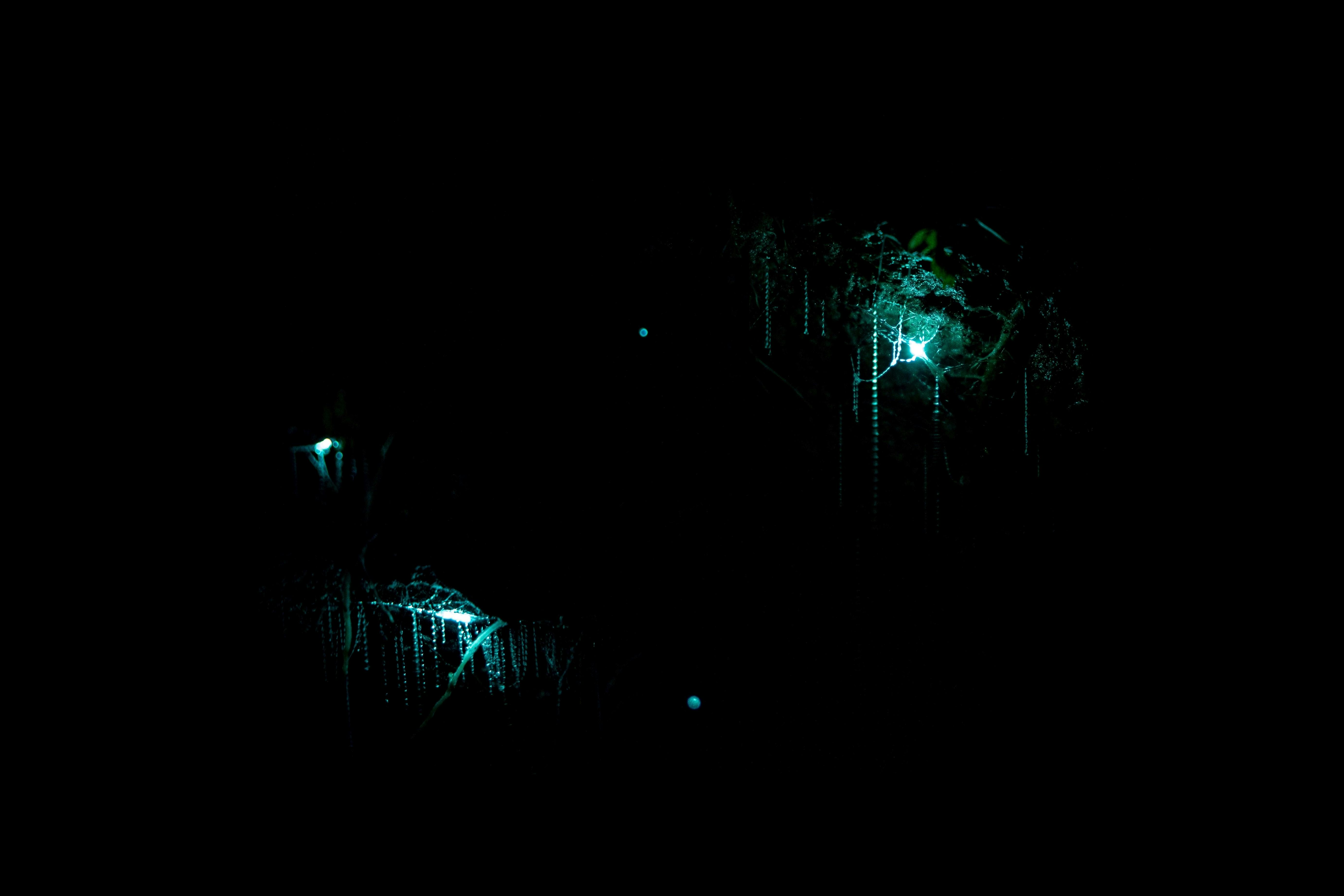 Blue light and sticky web beads of New Zealand glowworms in dark cave.