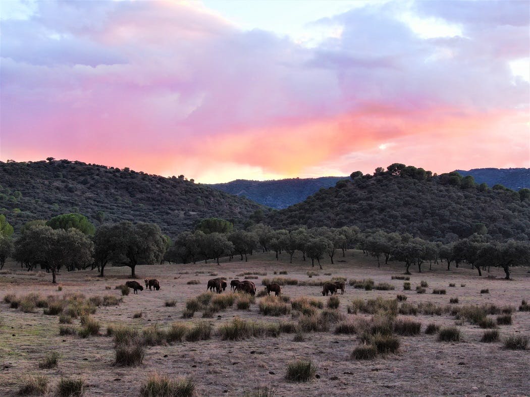 European bison herd grazing at sunset at Encinarejo.