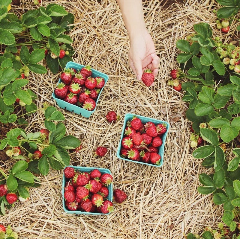 Straw mulch around strawberry plants. Mulching makes growing your own so much easier by keeping weeds away and moisture in.