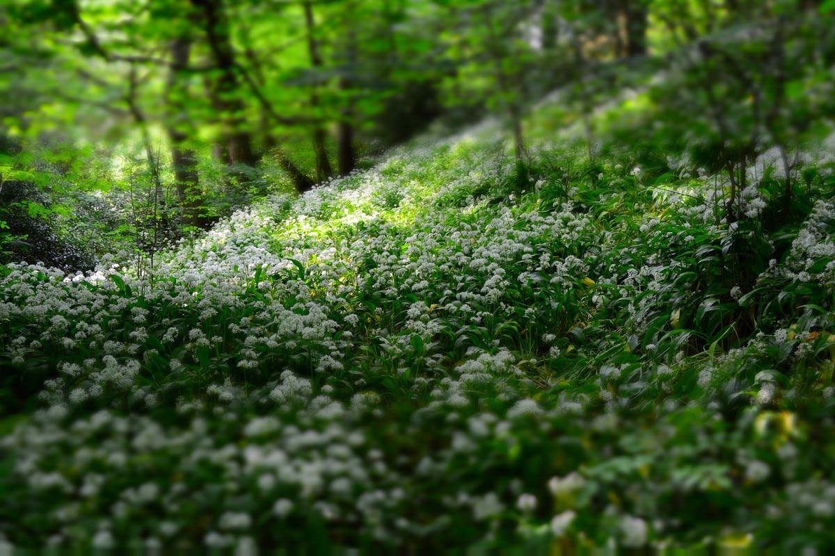 Flowers in a forest.