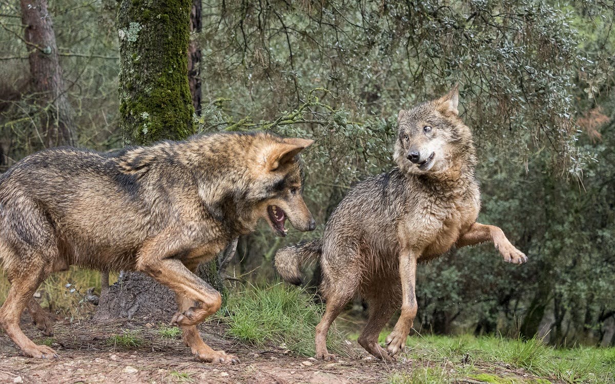 Two Iberian wolves playing in Spanish mountains ...can we expect to see such wolves in Ireland anytime soon? 