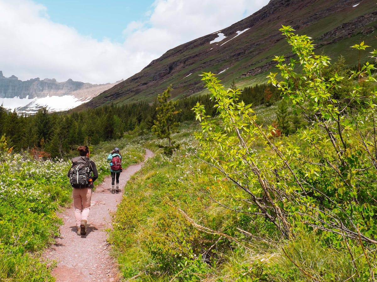 Hikers walk down a trail of wildflowers and conifer trees towards a snow covered mountain. Rewilding promotes nature based tourism.