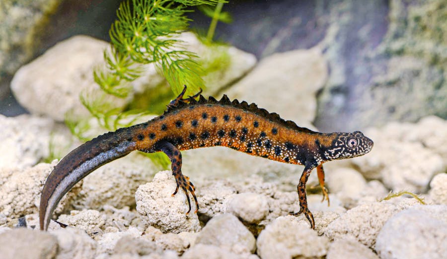 The Danube crested newt_Triturus dobrogicus swimming