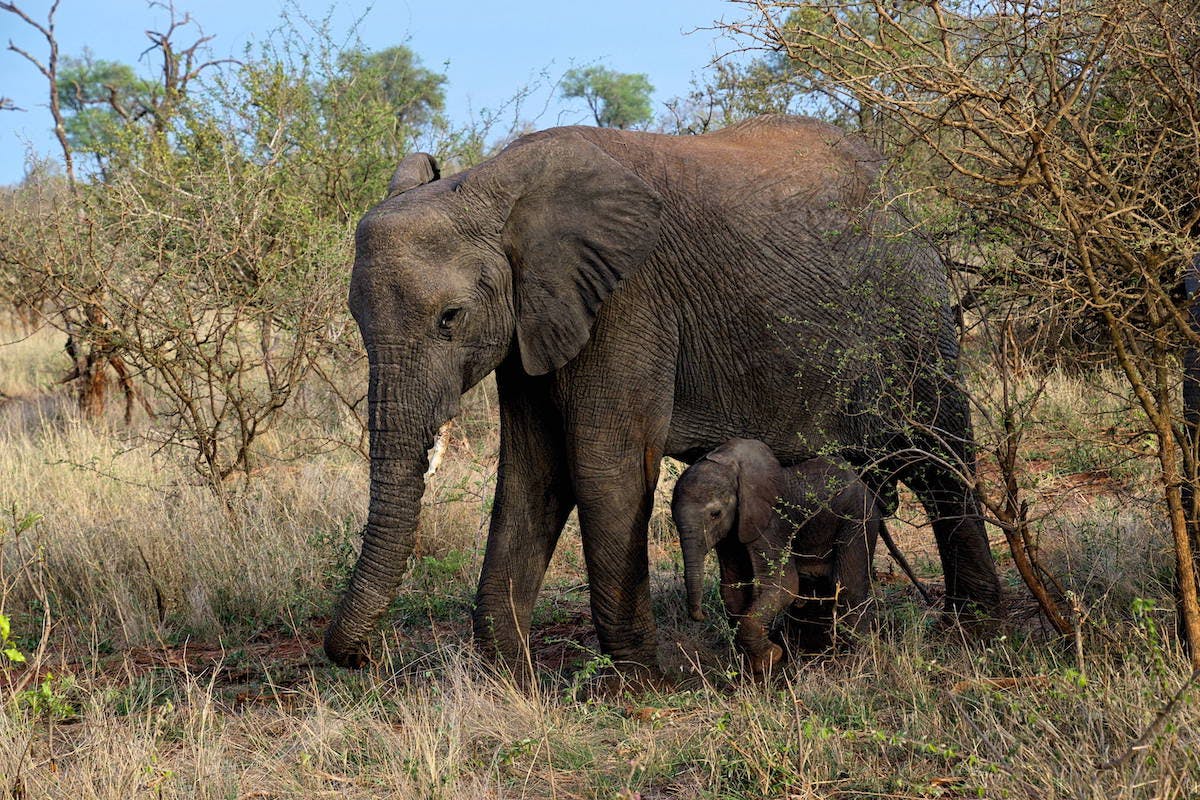 A mother elephant and her baby in open savanna woodland