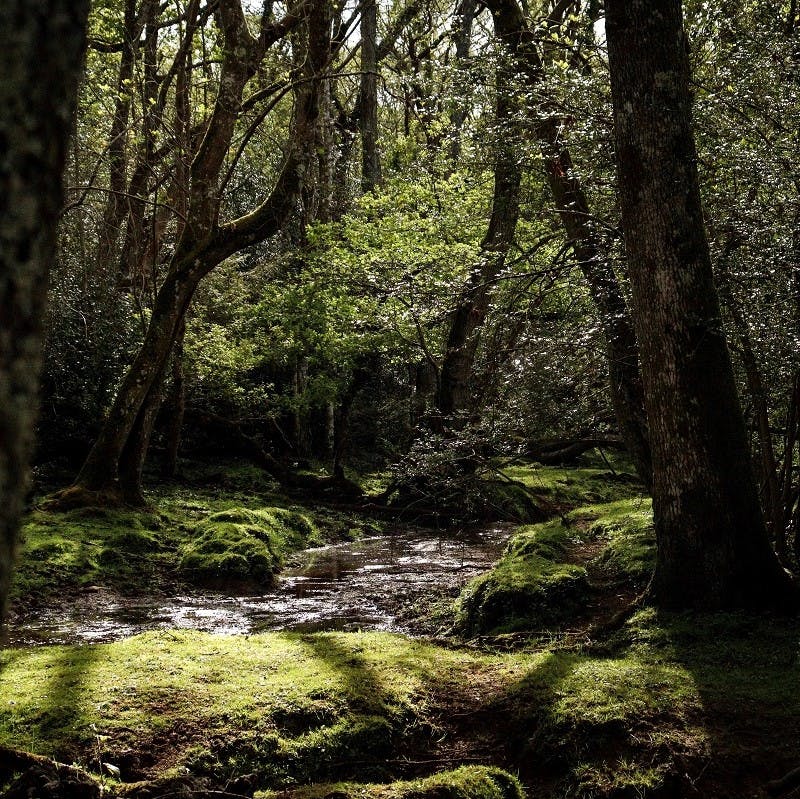 A dense, ancient, tranquil forest with a stream running through it. 