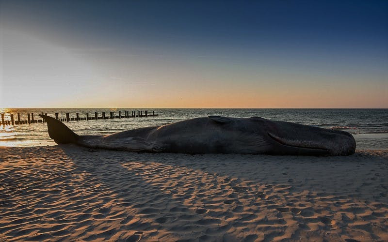 A dead whale laying on a beach due to plastic waste it had ingested.