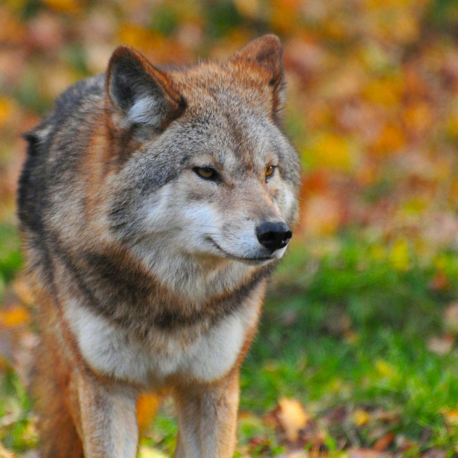 A wolf in a forest staring into the distance. Tracking wolves is a popular pursuit in nature based tourism. 