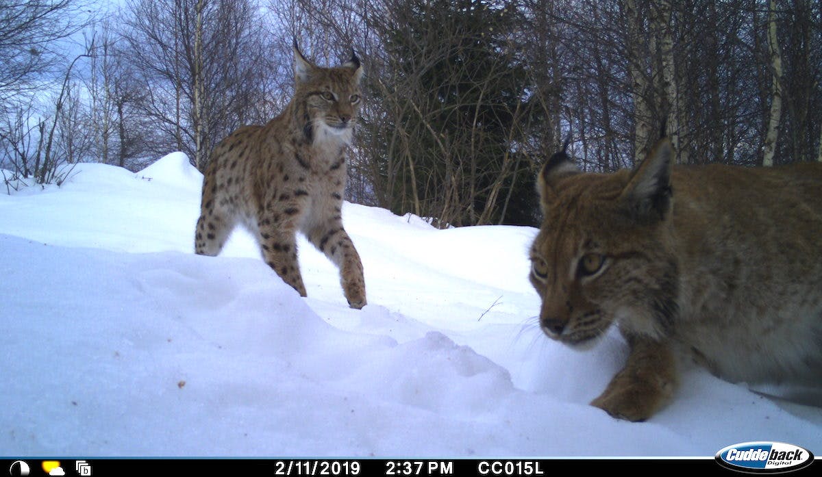 Camera trap footage of two Eurasian lynx in deep snow