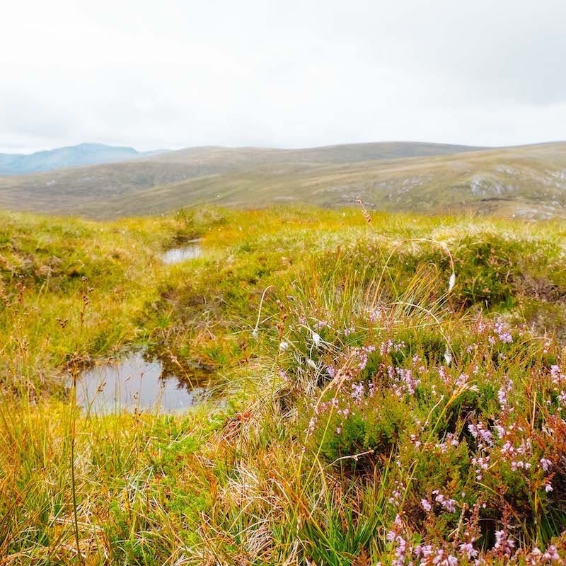 A peatland ecosystem in the Scottish Highlands