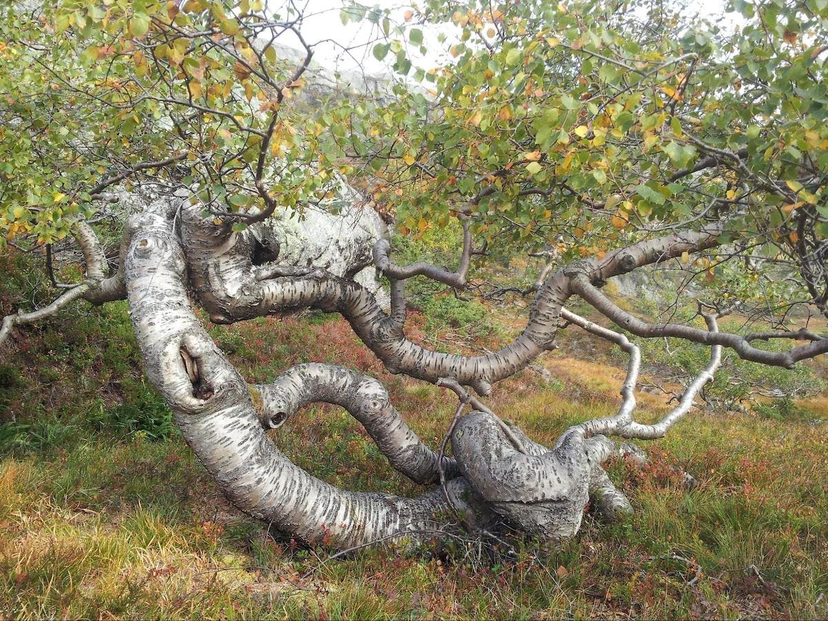 A particularly contorted mountain birch in Norway. C: NINA/Duncan Halley