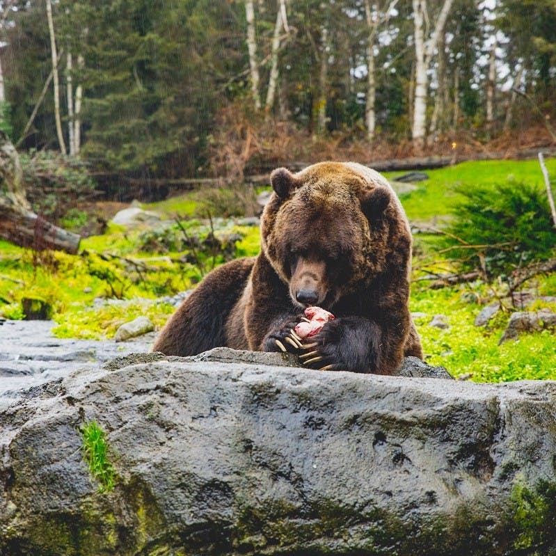 A brown bear eating some mushrooms on a rock in a forest.