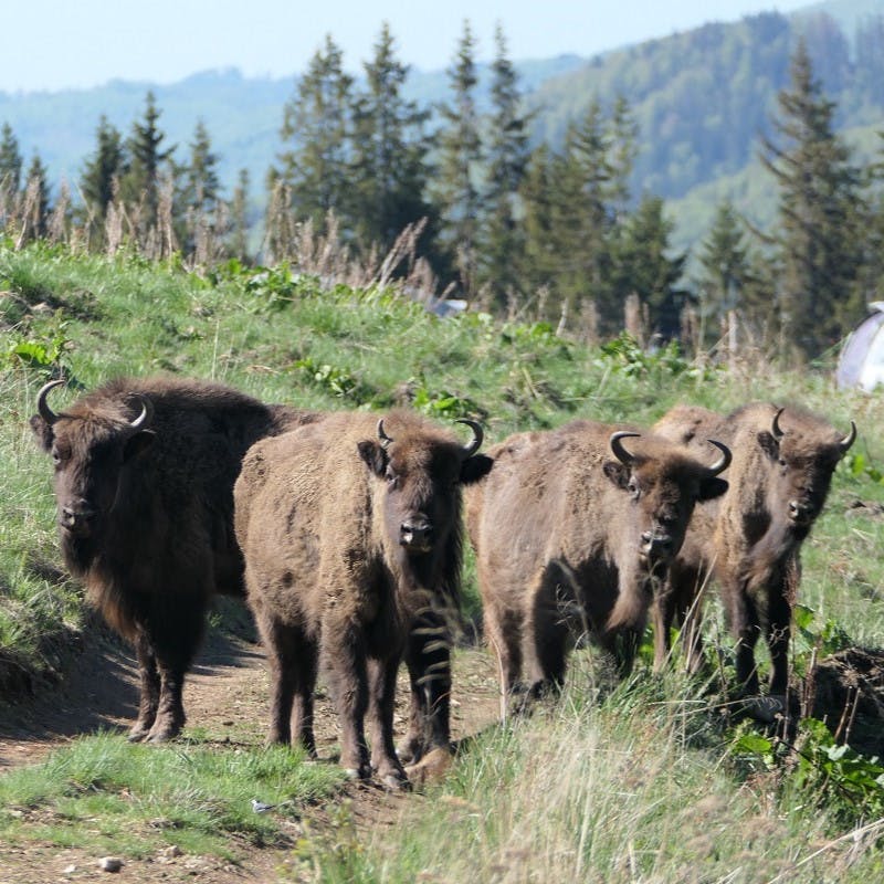 4 European bison staring at the camera.