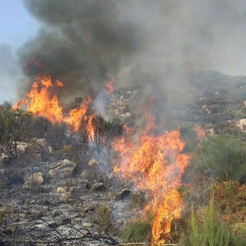 A controlled burn moves across a landscape of shrub