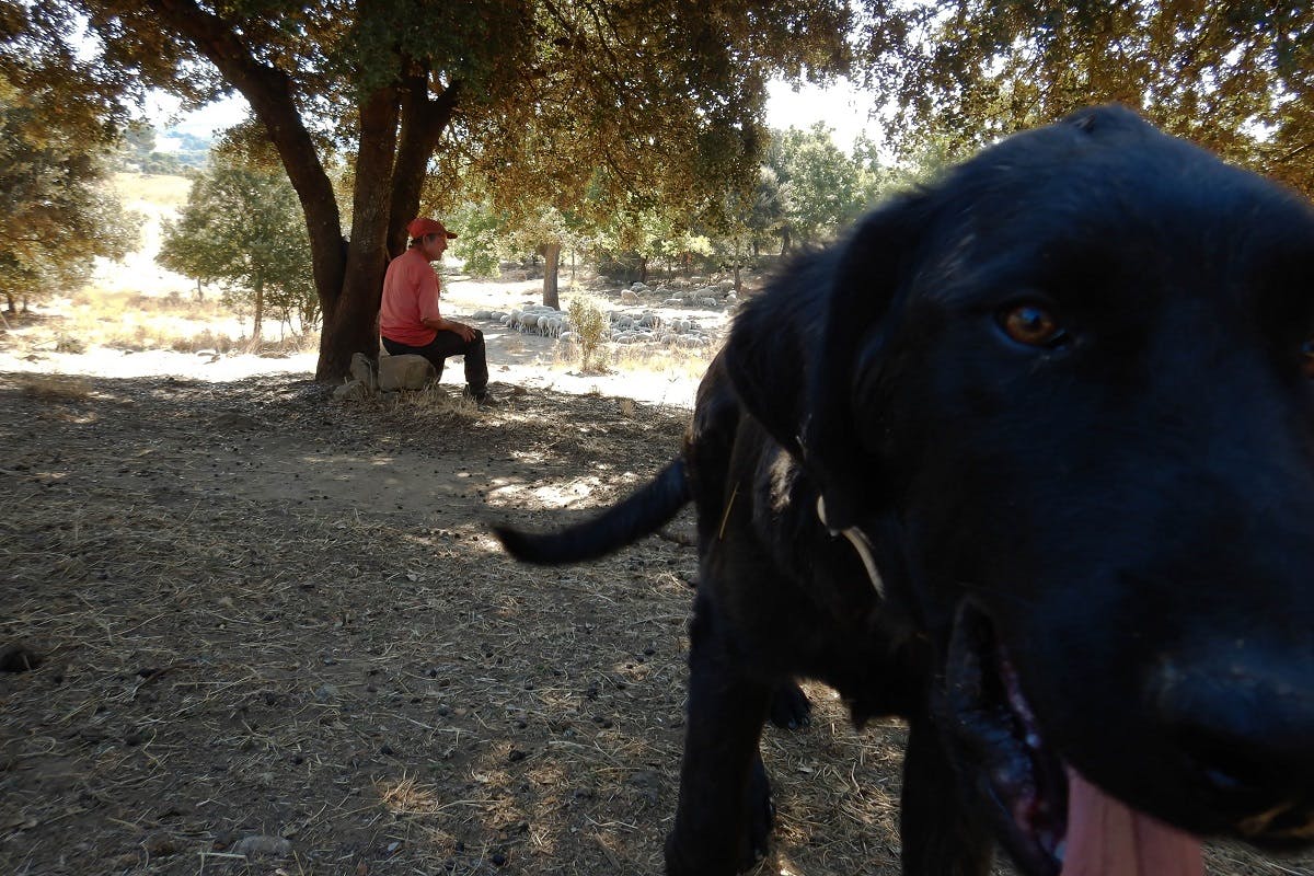 Nero is a 5-month-old Serra da Estrela that livestock guarding dog that will be helping to prevent wolf attacks in this area. 