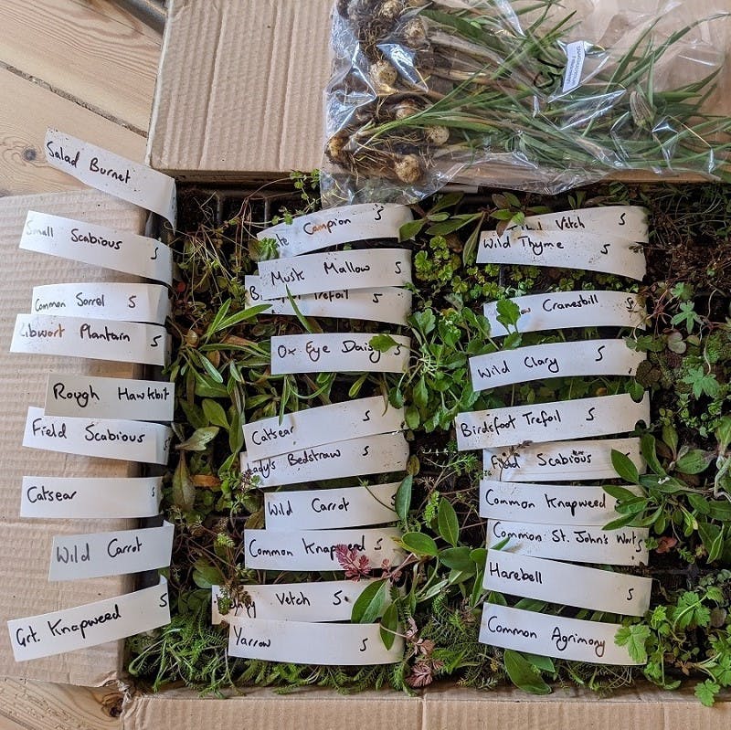 A box of wildflowers ready to help rewild a garden.
