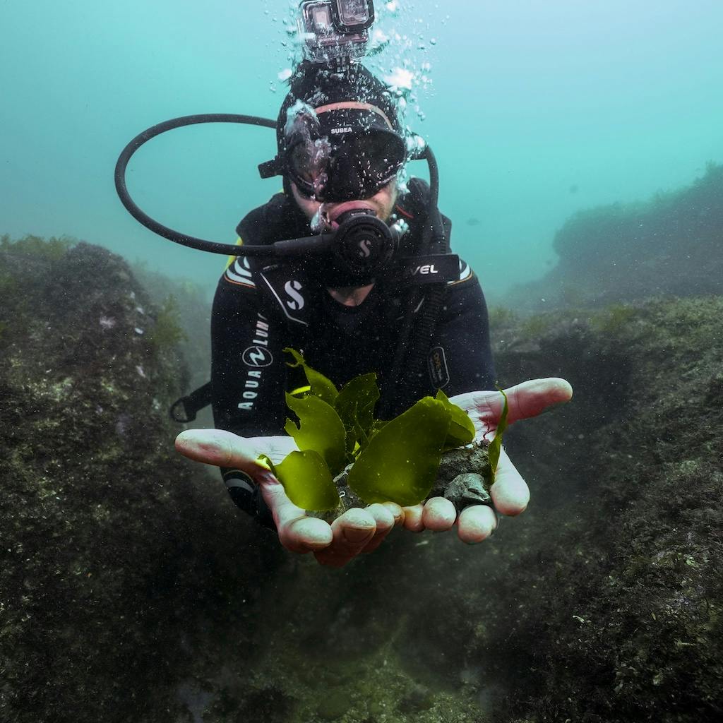 Diver holding green gravel underwater