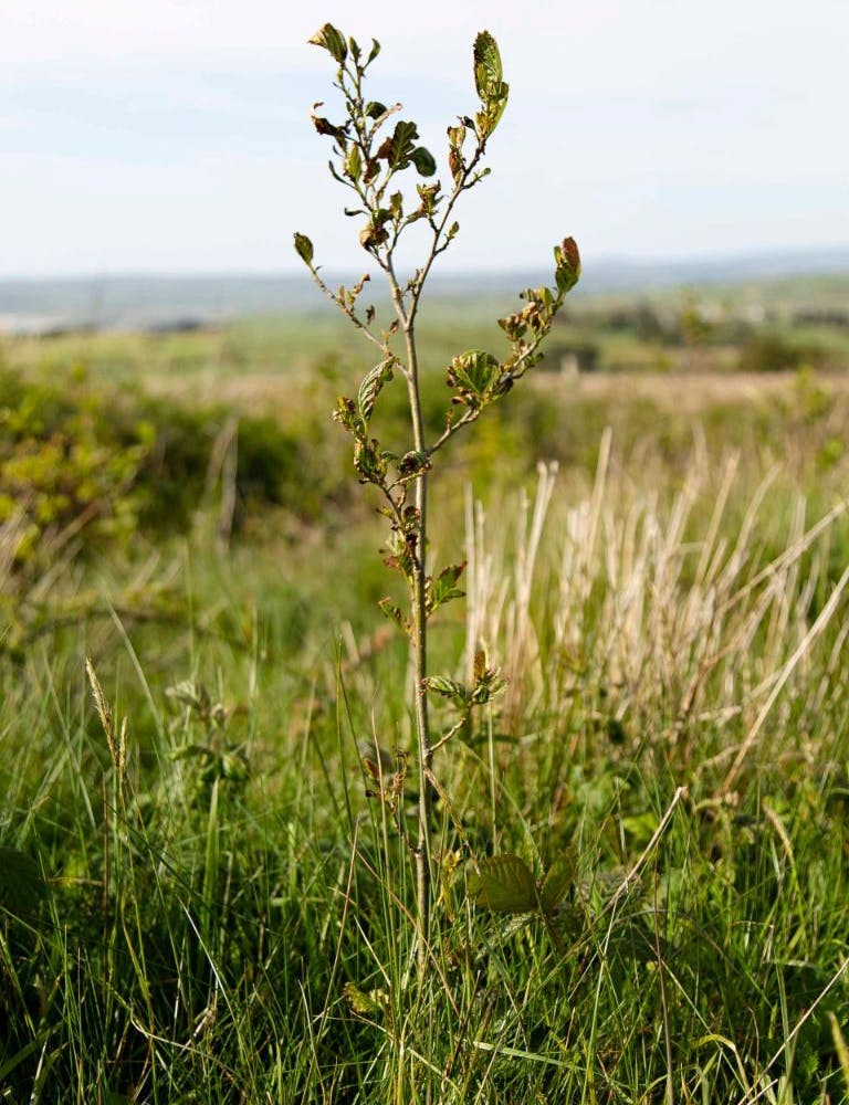 A sapling planted at Mossy Earth's reforestation project in Ireland.