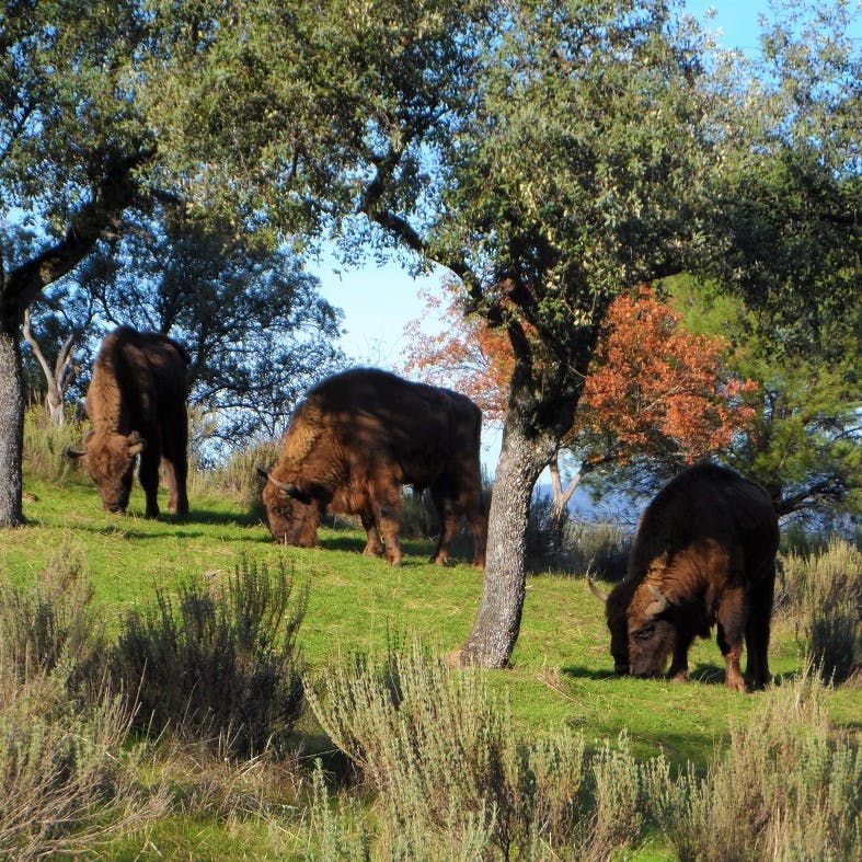 European bison grazing on a rewilding site in Southern Spain.