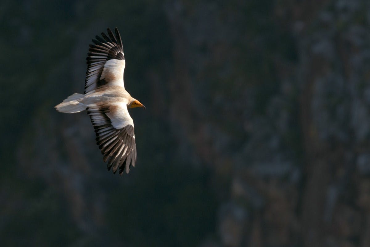 An Egyptian vulture soaring over the douro valley.