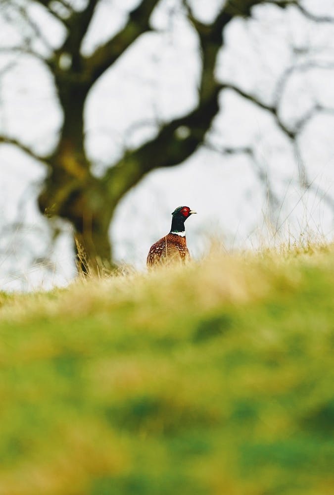 A pheasant in a field with a tree in the background, a typical gamebird that is released into the wild for hunting purposes.